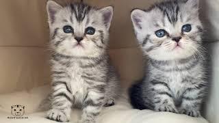 Scottish Straight Kittens having lots of fun /  Scottish Fold | Scottish Straight