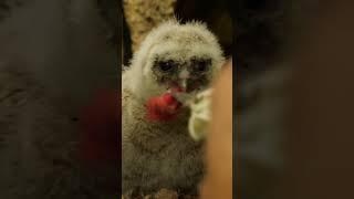 Tawny owlets final snack before starting life in the wild.