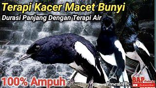 TERAPI BURUNG KACER STRES DAN MACET BUNYI