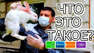 МИКСОМАТОЗ! Что такое, откуда берется, как бороться!