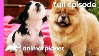 Chow Chow, Rhodesian Ridgeback, and Havanese Puppies | Too Cute! (Full Episode)