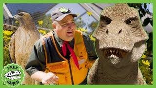 Let's GO Raptor Centre - 2 Hour NEW Mix |  T-Rex Ranch Dinosaur Videos