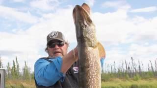 Five 30 Pound Northern Pike Babe Winkelman's Good Fishing