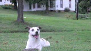 Sidney Rocks (Jack Russell/Comedian Dog)