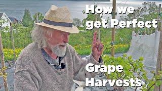 Thinning Grape Vines for Maximum Harvest