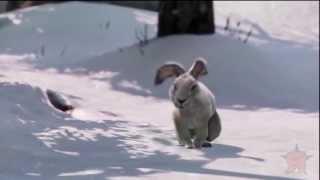 The Last of Us - Rabbit