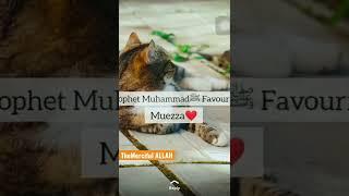 Prophet Mohammad ﷺ about Cats