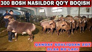 NASILDOR QO'Y KO'PAYTIRISH USLUBI OSON QOYBOQISH