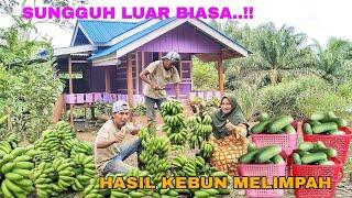 PERDANA..!! HASIL KEBUN MELIMPAH || MASAK DAN MAKAN MALAM BERSAMA ISTRI DI KEBUN