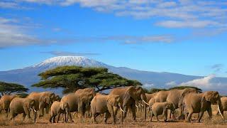 TOP 10 LUXURY LODGES IN THE AMBOSELI NATIONAL PARK , KENYA -  GEMS OF AFRICA #6