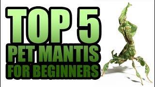 TOP 5 PET PRAYING MANTIS SPECIES FOR BEGINNERS