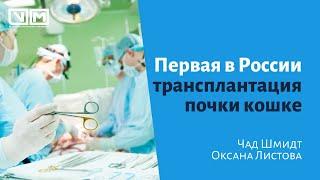 Трансплантация почки кошке