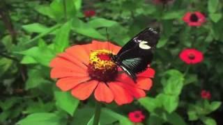 Behind the Scenes of the Rainforest Exhibit | California Academy of Sciences