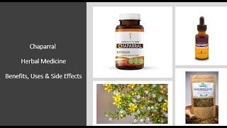 Chaparral - Herbal Medicine - Benefits, Uses & Side Effects