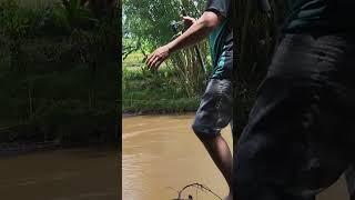 sensasi strike ikan wader mantap kawanku #shorts#shortvideo