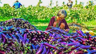 Eggplants Harvesting Process | Amazing Eggplant Cultivation In Greenhouse | How To Process Eggplants