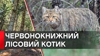 Рідкісний лісовий кіт приймав сонячні ванни та потрапив в об’єктив камери