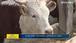 В СКО ИДЁТ ЗАГОТОВКА КОРМОВ НА ЗИМУ