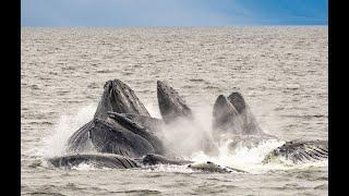 Humpbacks dazzle a family as they meet the whales for the first time in Southeast Alaska.