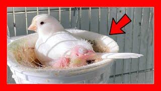  10 Tricks to breed canaries 100% | Canaries breeding for beginners