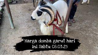 UPDATE HARGA DOBA GARUT HARI INI SABTU 8 MARET 2025 DI PASAR DOMBA TANJUNGSARI SUMEDANG