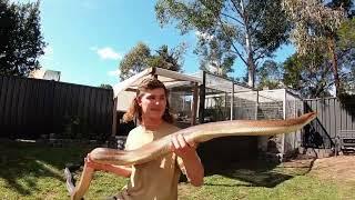 The Biggest Snakes Ever Discovered