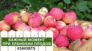 Как выбирать яблоки для хранения? Длительное хранение яблок. #shorts