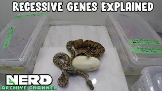 Recessive Genes Explained with Ball Pythons (ARCHIVED VIDEO)