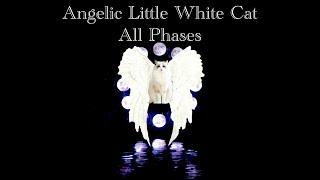 Angelic Little White Cat | All Phases | Enhanced