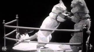 1937 Chevy Newsreels Pets - Pussyweight Boxing Cats Battle! (HD)