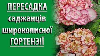 НАДІЙНИЙ Спосіб Пересадки САДЖАНЦІВ ГОРТЕНЗІЇ Широколисної #садівництво #гортензія #квіти