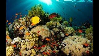 Подводный мир Океана