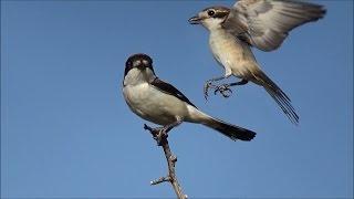 Alcaudón común (Lanius senator) Woodchat Shrike +