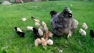 Hen and little chicks . Курица и маленькие цыплята . polluelo