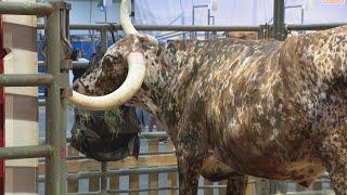 Stephanie Simmons takes Victor Jacobo along to see the animals at RodeoHouston