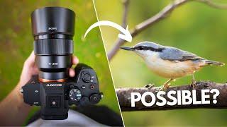 85mm Bird Photography Challenge