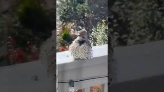 Preening Northern Flicker, on Colorado Porch Rail