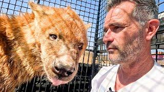 Walking with CRAZY Male Hyenas | The Lion Whisperer