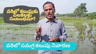 వరిలో పిలకలకు కలుపుకు సంబంధమా? | varilo samagra kalupu nivaarana | Karshaka Nestham