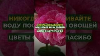 Никогда не выливайте воду после варки овощей#цветы#сад