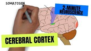 2-Minute Neuroscience: Cerebral Cortex