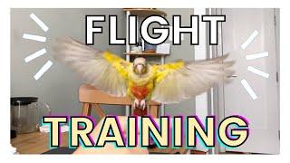 TEACH YOUR BIRD TO FLY TO YOU | How to Flight Train Your Bird (Bird Training Tutorial)