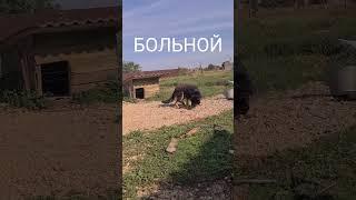 Уникальный диагноз пса  #рекомендации #животные #собаки #юмор