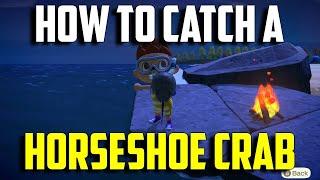 How to Catch a Horseshoe Crab | Horseshoe Crab Animal Crossing New Horizons | Horseshoe Crab ACNH