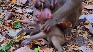 Live: Adorable Baby Monkey | Do love Primate macaque | Save Abandoned in Forest