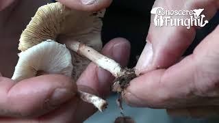 Conoscere i Funghi: Lepiota cristata [ VELENOSO ]