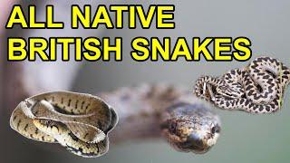 All British Snakes