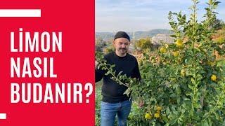 Limon Nasıl Budanır? - Avokado Bahçenizin İçerisine Limon dikmeyin - Harun Arslan