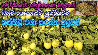 තක්කාලි වගාව මුල සිට අග දක්වා සරලව | tomato cultivation in sri lanka | thakkali wagawa