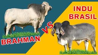 Brahman (Biggest Hump) vs. Indu Brasil (Largest Ears) | The Comparison of Two Best Breeds | Tagalog